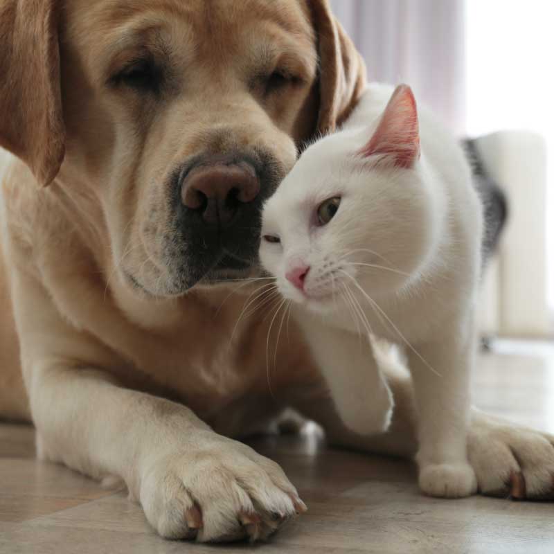 Modern Alchemy CBD Pet Tinctures